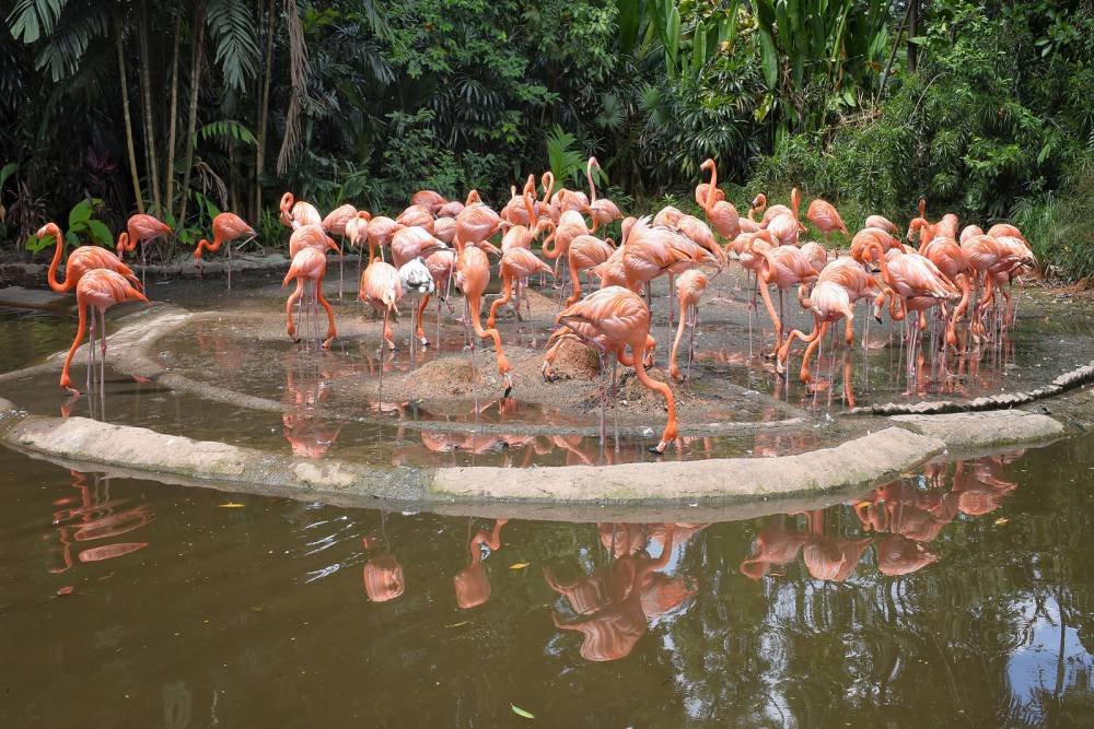 Tourist Places to visit near Jurong Bird Park Nov 2024 | ExploreBees