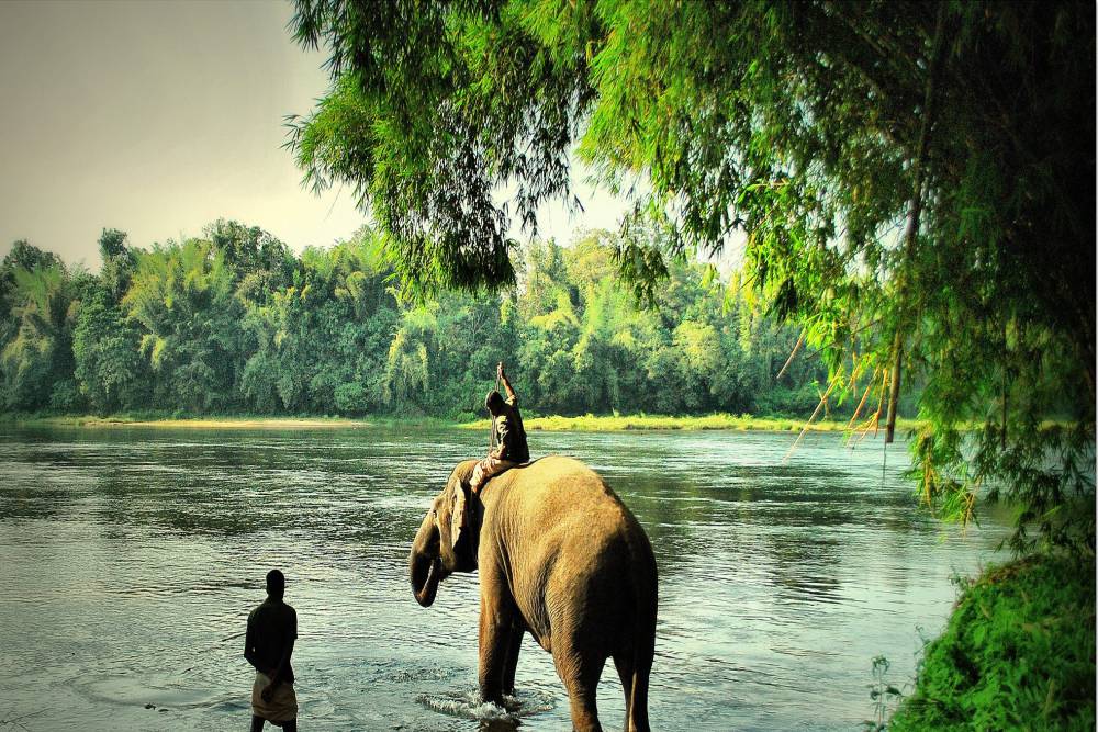 Kodanad Elephant Training Centre (August 2021)  Timings,Tickets,reviews,Tips,Contact number| ExploreBees - places to visit in Kochi