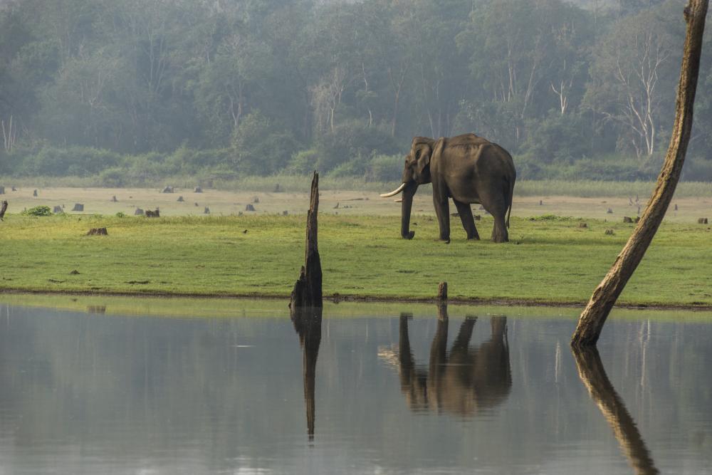 Nagarhole National Park And Tiger Reserve or Rajiv Gandhi National Park ...