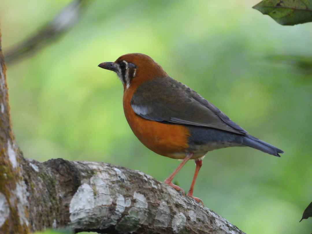 Birdwatching in Cherambadi Nilgiris  Wayanad