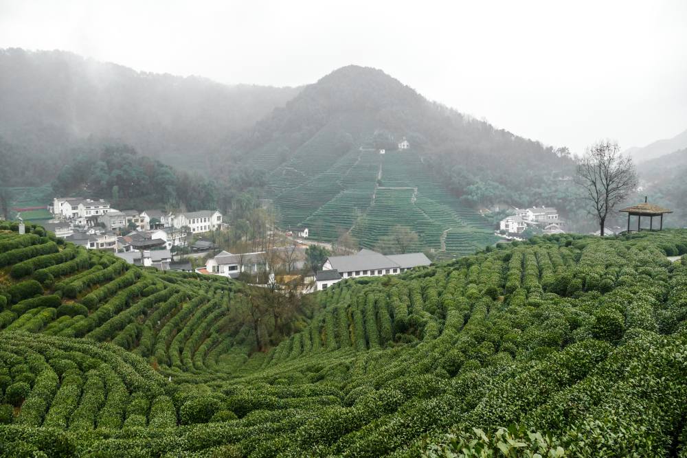 Munnar Tea Plantation (February 2024) Timings,Tickets,reviews,Tips ...